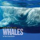 Face to face with whales Cover Image